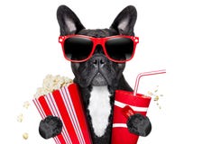 Pies filmy