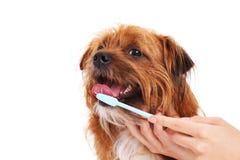 Pies z toothbrush zdjęcie royalty free Pies z toothbrush zdjęcie royalty free