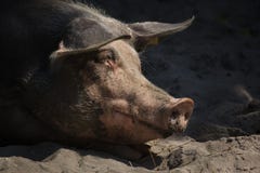 Pietrain swine Sus scrofa f. domesticus Stock Photo Pietrain swine Sus scrofa f. domesticus Stock Photo