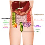 Piezas coloridas de la anatomía de los dos puntos del ejemplo médico de los dos puntos 3d stock de ilustración Piezas coloridas de la anatomía de los dos puntos del ejemplo médico de los dos puntos 3d stock de ilustración