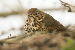 Pieśniowego drozda Turdus oszałamiająco philomelos szuka dla jedzenia jeść na ziemi w poroślu fotografia royalty free Pieśniowego drozda Turdus oszałamiająco philomelos szuka dla jedzenia jeść na ziemi w poroślu fotografia royalty free
