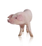 pig fotografering för bildbyråer pig fotografering för bildbyråer
