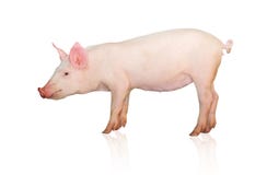 pig arkivfoton pig arkivfoton