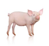 Pig Royalty Free Stock Images