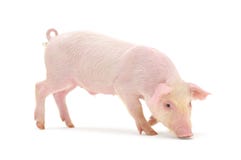 pig royaltyfria foton pig royaltyfria foton