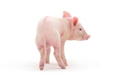 pig arkivfoto pig arkivfoto