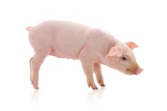 pig arkivfoto pig arkivfoto
