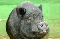 Hasil gambar untuk ugly pig
