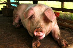 Pig Stock Photo