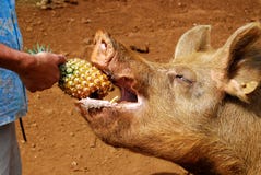 Pig royaltyfria foton Pig royaltyfria foton