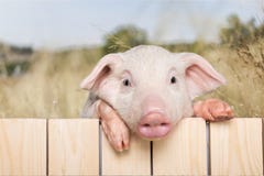 Pig Royalty Free Stock Photography