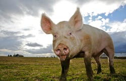pig arkivfoton pig arkivfoton