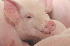 pig arkivfoto pig arkivfoto