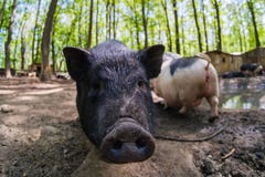 Pig Animal On Farm, Mammal Domestic Nose, Field Piglet Royalty Free Stock Photos