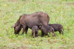Pig Family On The Field Royalty Free Stock Photography