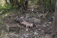 Pig female suckling her piglets on the banks of the Mekong in La royalty free stock photography Pig female suckling her piglets on the banks of the Mekong in La royalty free stock photography