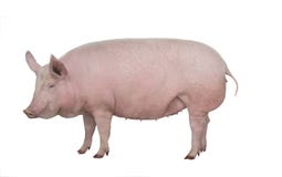 Pig Isolated On White Stock Photography