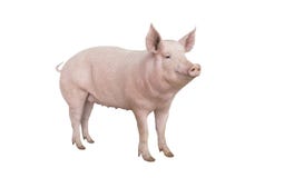 Pig Isolated On White Stock Images