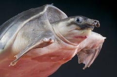 Pig-nosed turtle / Carettochelys insculpta