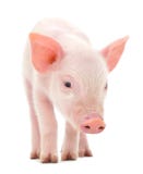 Pig On White Stock Image