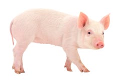 Pig On White Royalty Free Stock Photography