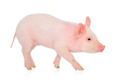 Pig på white royaltyfria bilder Pig på white royaltyfria bilder
