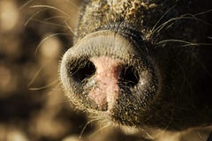 Pig Sus Domesticus Stock Images Pig Sus Domesticus Stock Images