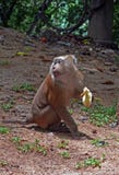 The pig-tailed macaque. Close-up royalty free stock photography The pig-tailed macaque. Close-up royalty free stock photography