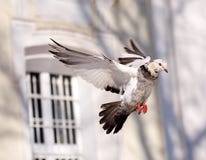Pigeon Royalty Free Stock Image