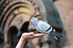 Pigeon Stock Photography