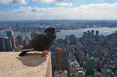 Pigeon And New York City Royalty Free Stock Image