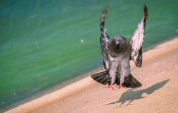 Pigeon Colored On The Grass Royalty Free Stock Images Pigeon Colored On The Grass Royalty Free Stock Images