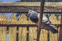 Pigeon d'emballage de chant Images stock Pigeon d'emballage de chant Images stock
