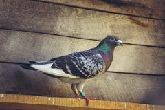 Pigeon d'emballage à l'intérieur d'un grenier Image libre de droits Pigeon d'emballage à l'intérieur d'un grenier Image libre de droits