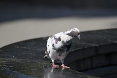 Pigeon lit by the rays of the sun stock images Pigeon lit by the rays of the sun stock images