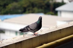 Pigeon perching on the balcony. The bird and shiny green mane standing. stock image Pigeon perching on the balcony. The bird and shiny green mane standing. stock image