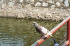 Pigeon in temple royalty free stock photography Pigeon in temple royalty free stock photography