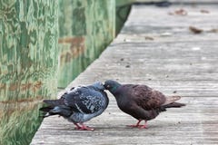Pigeons Feeding Each Other on Dock royalty free stock photography Pigeons Feeding Each Other on Dock royalty free stock photography