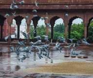 Pigeons flying in the arches of Humayun`s Tomb, in Delhi, India. royalty free stock images Pigeons flying in the arches of Humayun`s Tomb, in Delhi, India. royalty free stock images