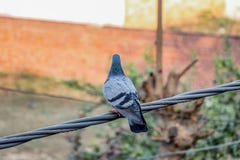 Pigeons setting on the cable stock photography Pigeons setting on the cable stock photography