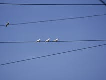 Pigeons sur des fils contre le ciel bleu photographie stock Pigeons sur des fils contre le ciel bleu photographie stock