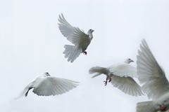Pigeons voyageurs Pigeons voyageurs