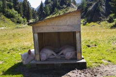 Pig suck a cow - XXX Sex Images suck cow Pig a