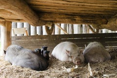 Pigs On Free Range Farm Royalty Free Stock Photo