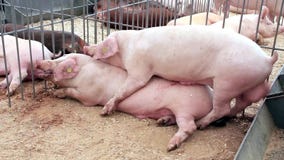 Pigs have sex in Dar es Salaam