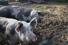 Pigs are standing on mud land on a farm in Oldebroek in the Netherlands. royalty free stock photo Pigs are standing on mud land on a farm in Oldebroek in the Netherlands. royalty free stock photo
