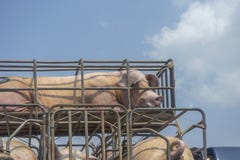 Pigs transport on the truck with blue sky background