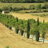Pijnboom en cipresbomenrijen en landweg, Toscanië, Italië royalty-vrije stock afbeelding Pijnboom en cipresbomenrijen en landweg, Toscanië, Italië royalty-vrije stock afbeelding