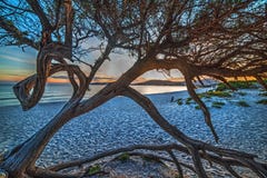Pijnboomboom op het zand bij zonsondergang stock foto Pijnboomboom op het zand bij zonsondergang stock foto