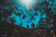 Pijnboomtakken tegen de blauwe hemel, zonstralen stock foto Pijnboomtakken tegen de blauwe hemel, zonstralen stock foto